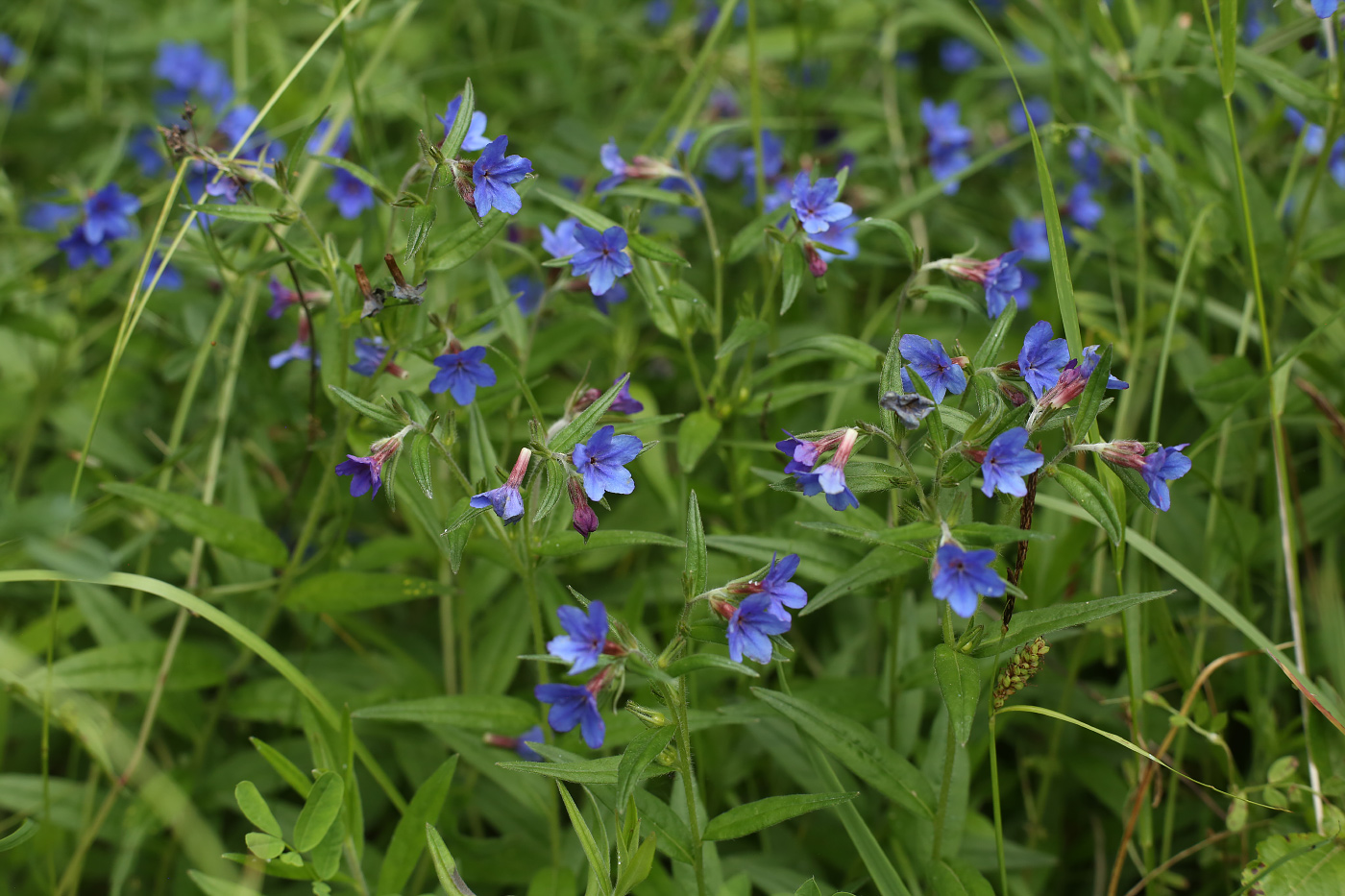 Image of Aegonychon purpureocaeruleum specimen.