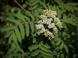 Sorbus aucuparia. Соцветие и листья. Пермский край, Кунгурский р-н, окр. с. Плехановское, ур. Спасская гора, берёзовая роща. 26.05.2025.