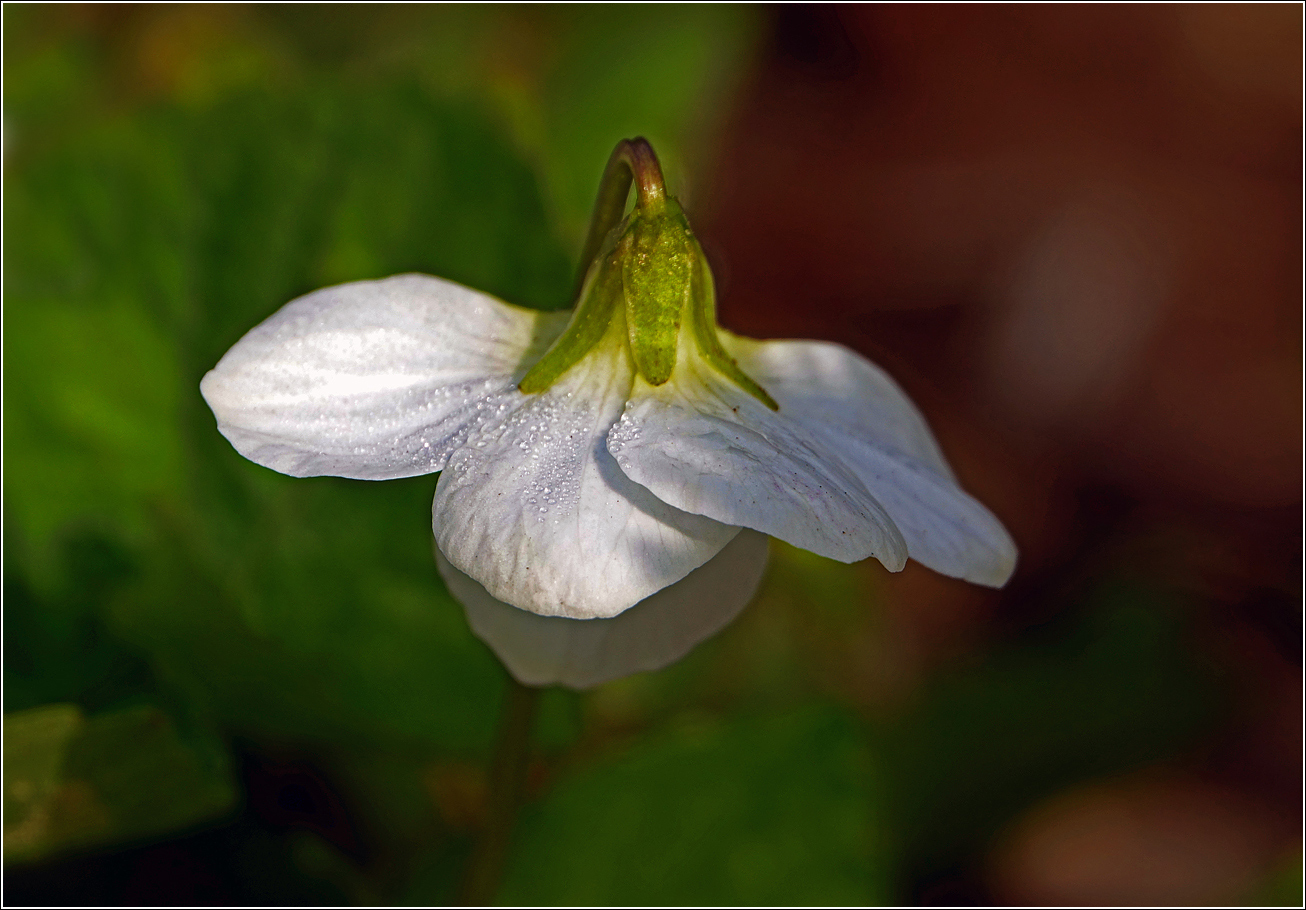 Image of Viola sororia specimen.