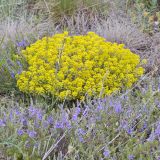 Odontarrhena tortuosa. Цветущее растение в окружении Veronica capsellicarpa. Волгоградская обл., Ольховский р-н, правый берег р. Иловля 2,5 км ниже с. Стефанидовка, меловые горы. 05.05.2019.
