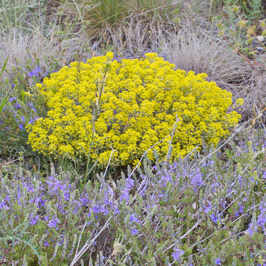 Image of Odontarrhena tortuosa specimen.