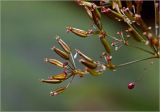 Anthriscus sylvestris