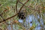 Pinus tabuliformis