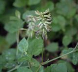 Astragalus glycyphyllos. Соцветие. Абхазия, окр. г. Новый Афон, Иверская гора, дубрава. 12.06.2025.