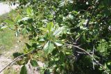 genus Cerasus