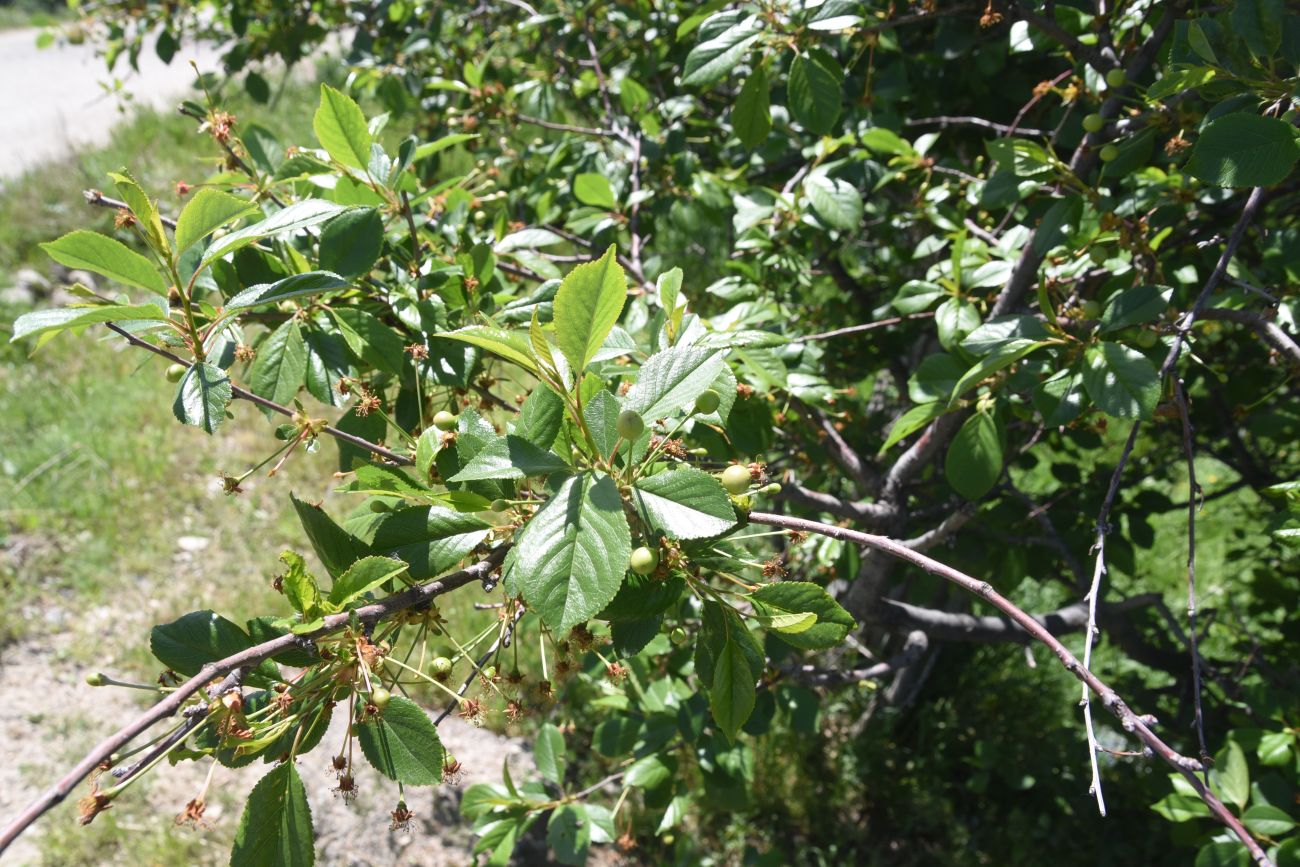 Image of genus Cerasus specimen.