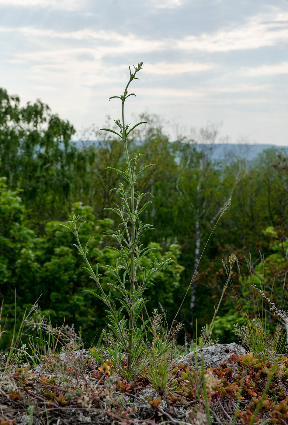 Image of Silene exaltata specimen.
