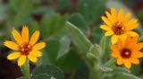 Calendula arvensis