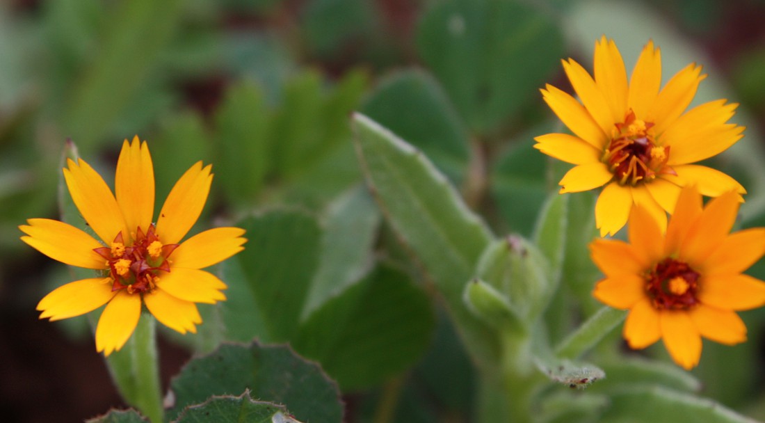 Изображение особи Calendula arvensis.