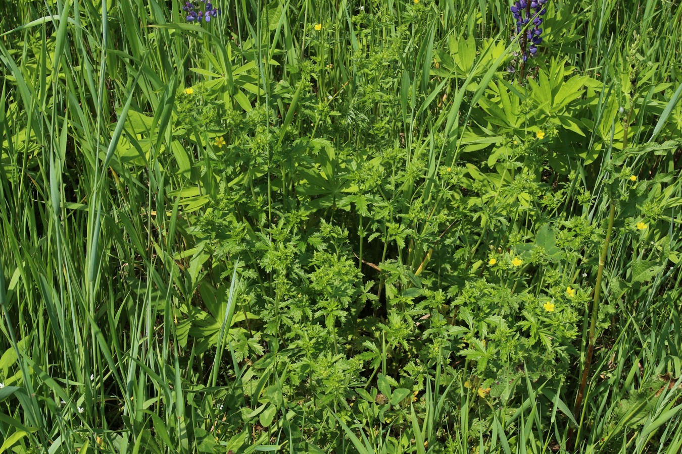 Изображение особи Potentilla intermedia.