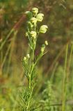 Image of taxon representative. Author is Вера Волкотруб