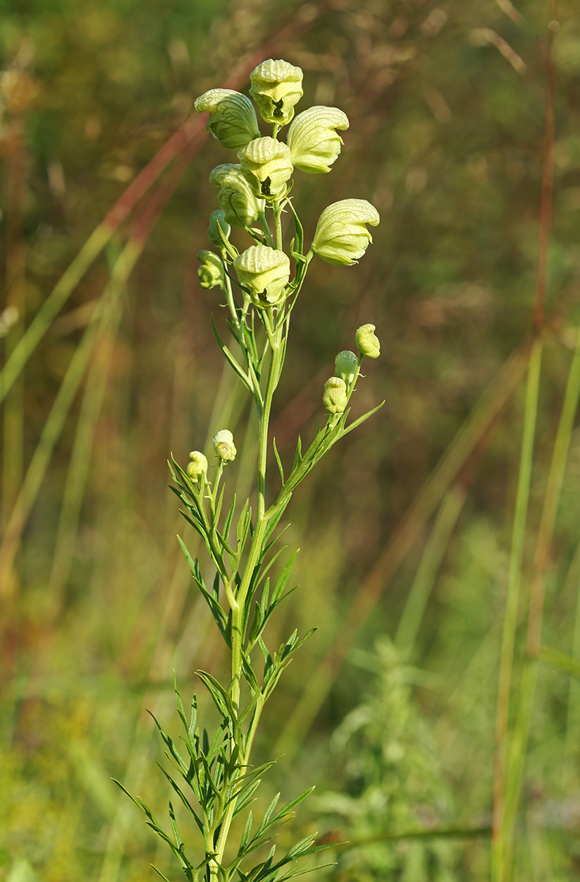 Image of Aconitum coreanum specimen.