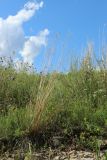 Helictotrichon pratense