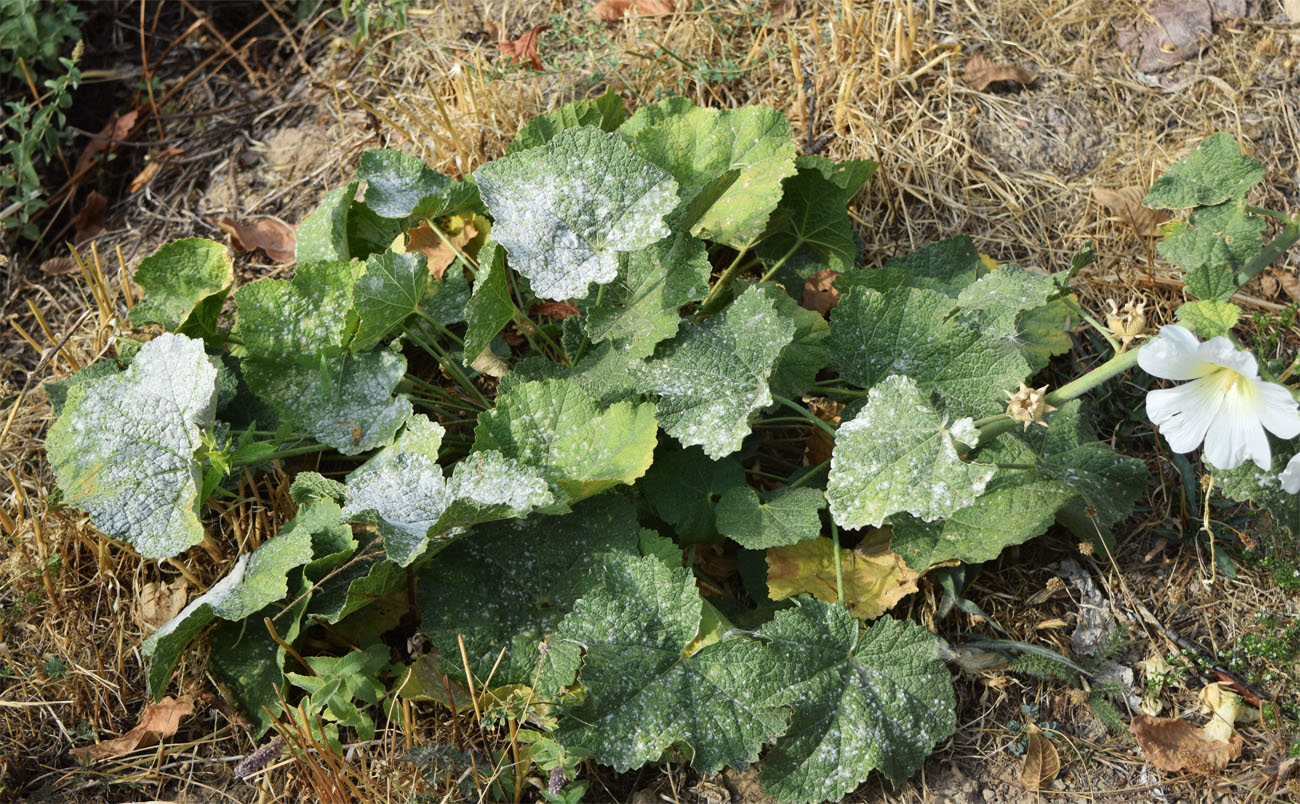 Изображение особи Alcea nudiflora.