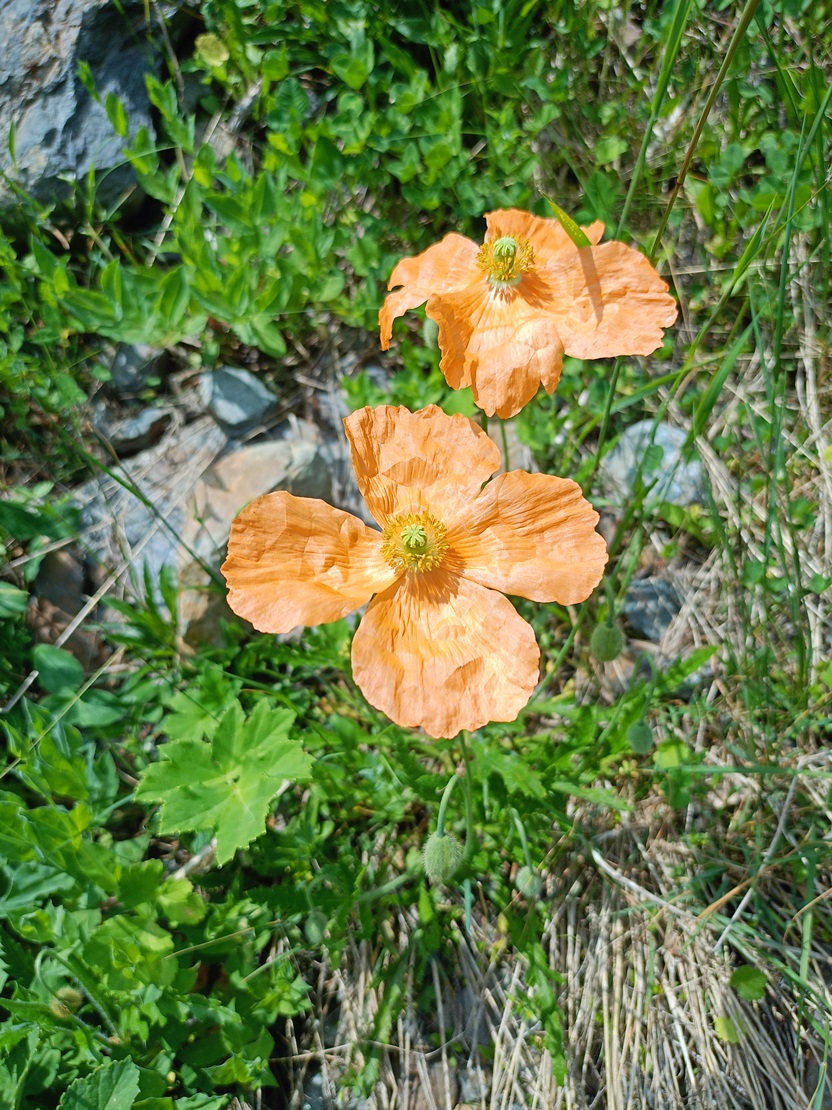 Изображение особи Papaver oreophilum.