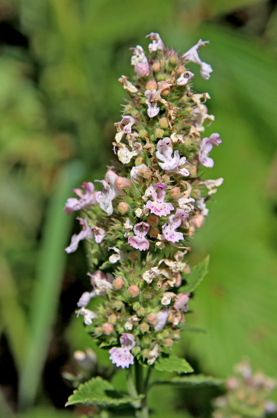 Изображение особи Nepeta cataria.