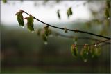 Tilia cordata
