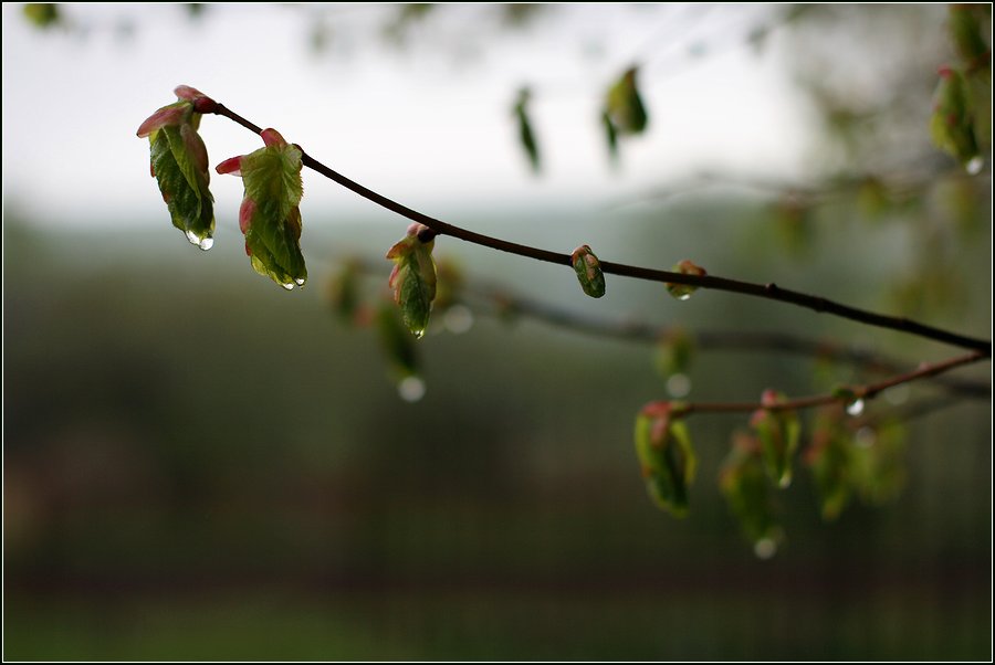 Image of Tilia cordata specimen.