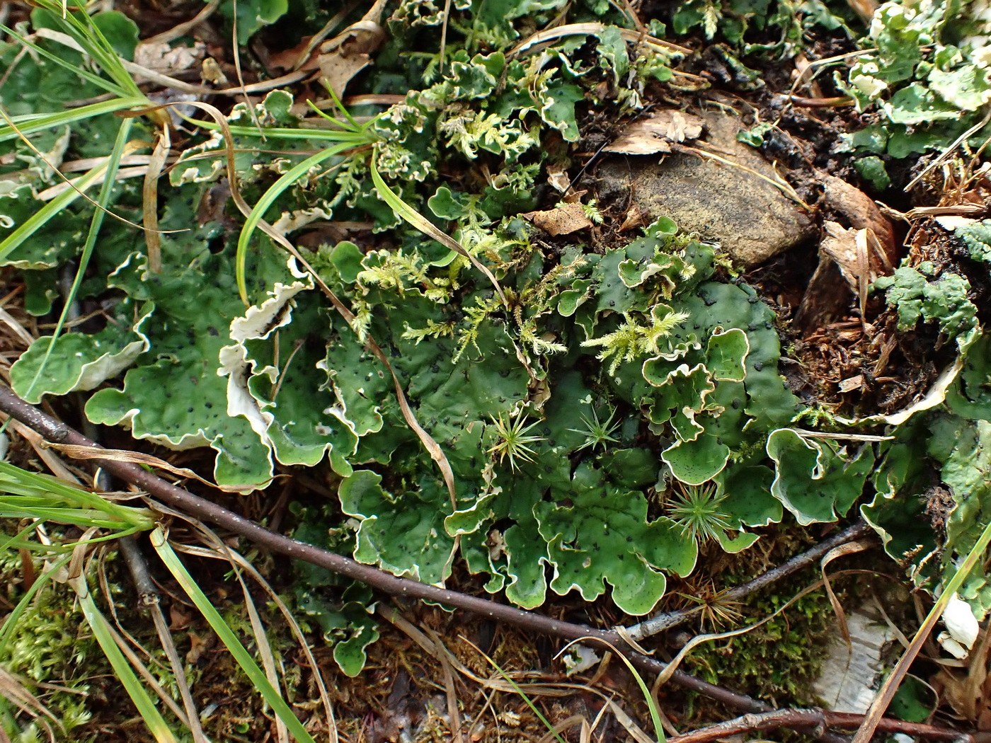 Image of Peltigera aphthosa specimen.