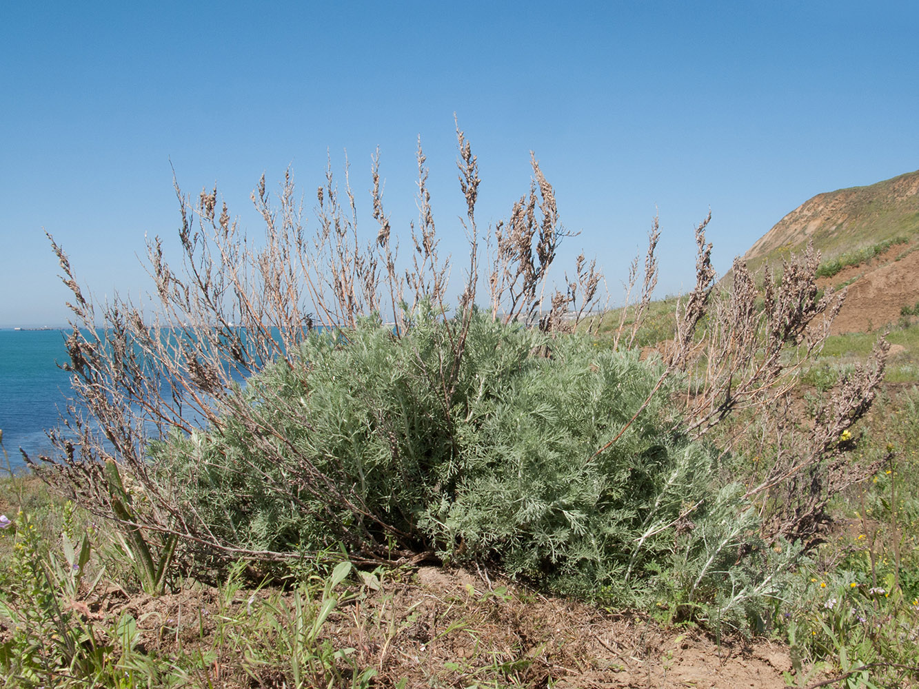 Изображение особи Artemisia santonicum.
