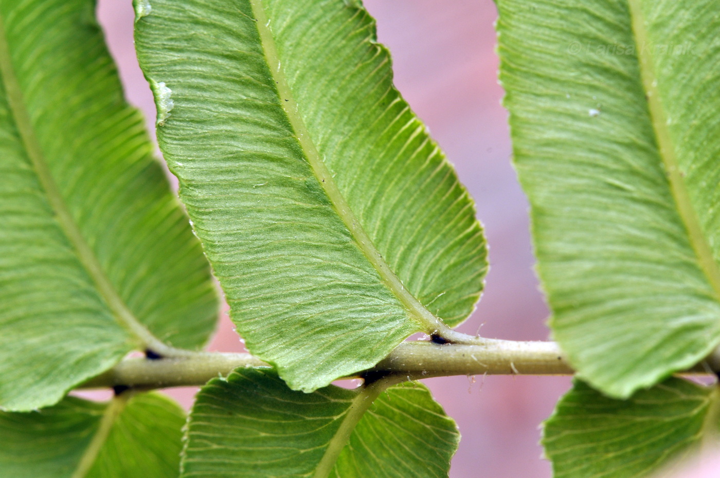 Image of Pteris vittata specimen.