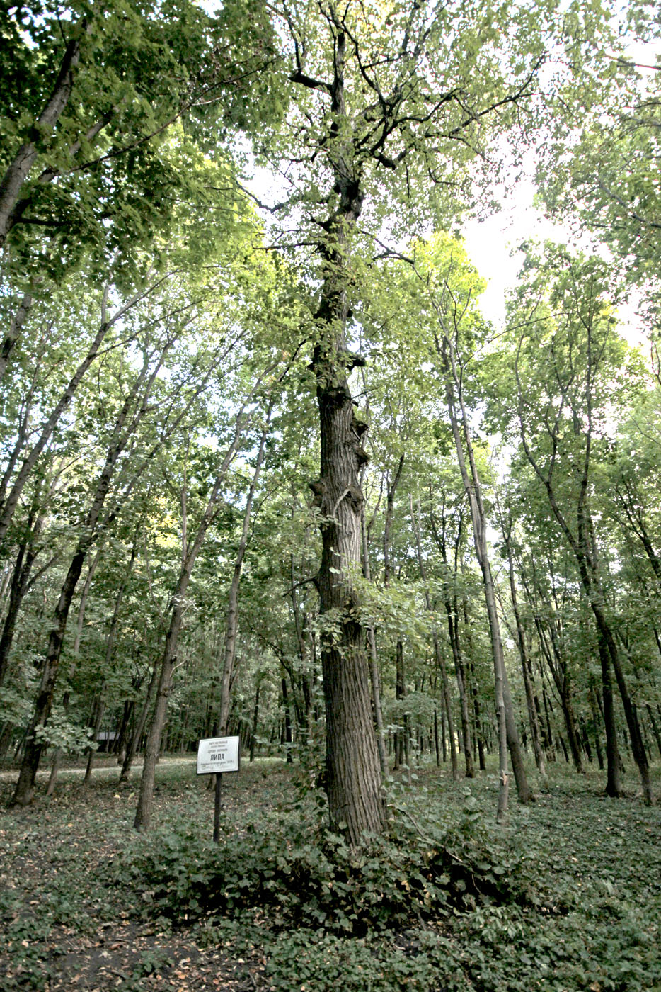 Изображение особи Tilia cordata.