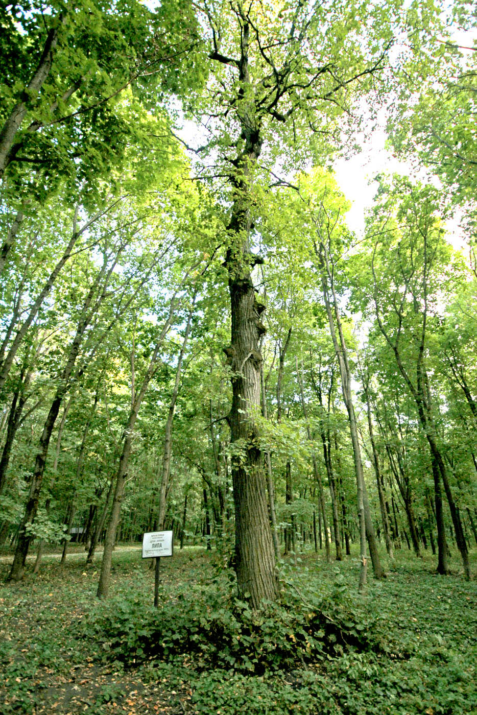 Image of Tilia cordata specimen.