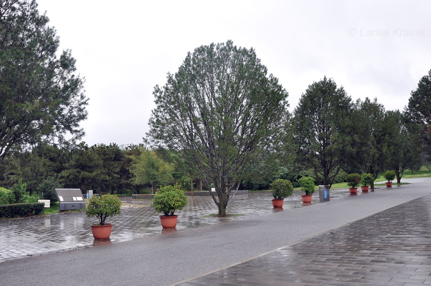 Image of genus Pinus specimen.