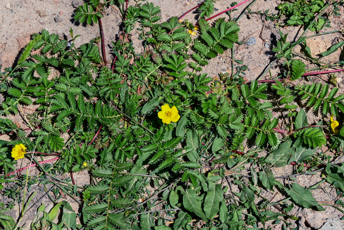 Image of Potentilla anserina specimen.