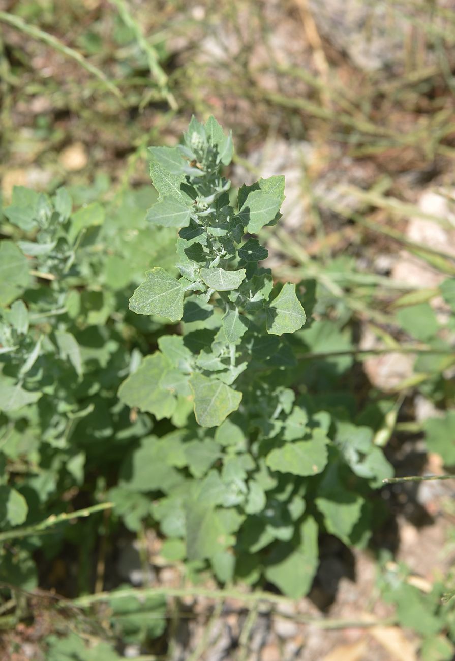 Image of genus Chenopodium specimen.
