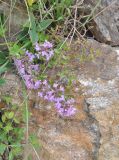 genus Thymus. Цветущее растение. Кабардино-Балкария, Эльбрусский р-н, восточный склон горы Чегет, выс. ок. 2500 м н.у.м., у камня. 7 июля 2018 г.