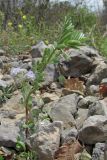 Lens orientalis