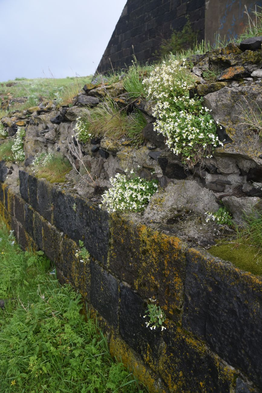 Изображение особи Arabis caucasica.