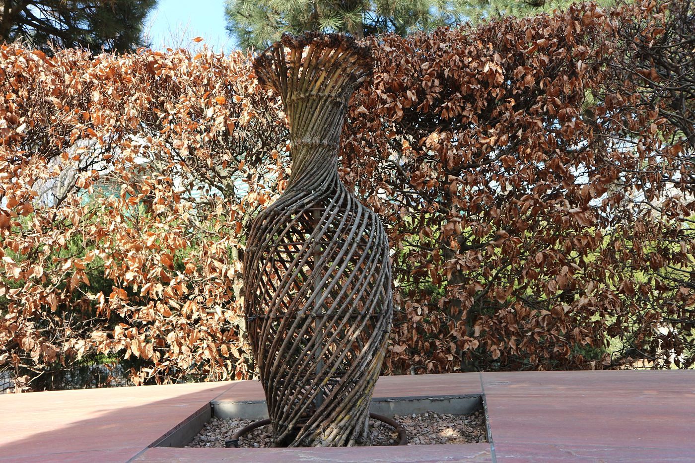 Image of Lagerstroemia indica specimen.