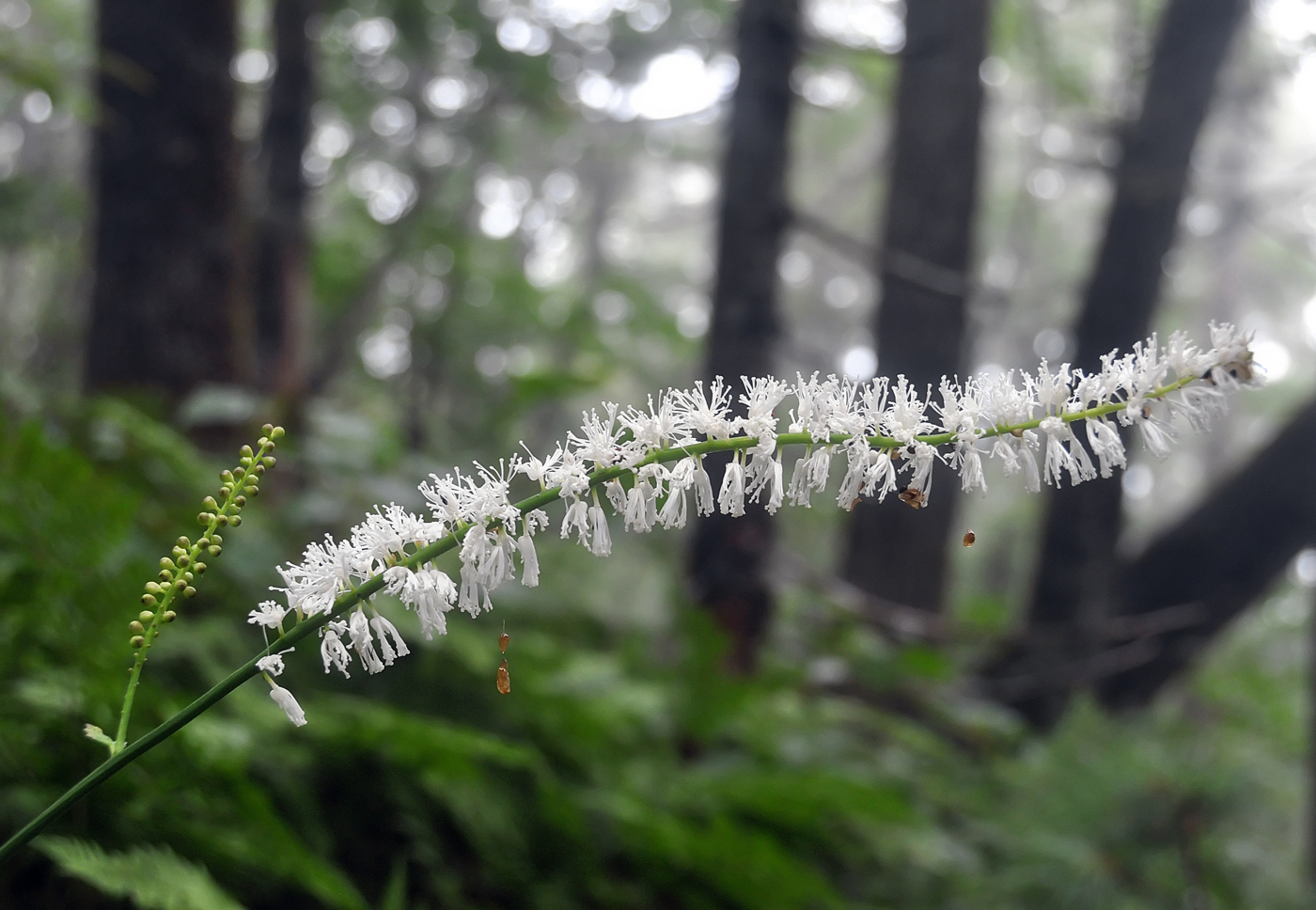 Изображение особи Cimicifuga simplex.