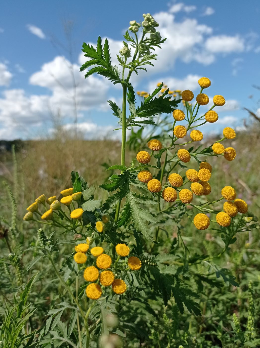 Image of Tanacetum vulgare specimen.