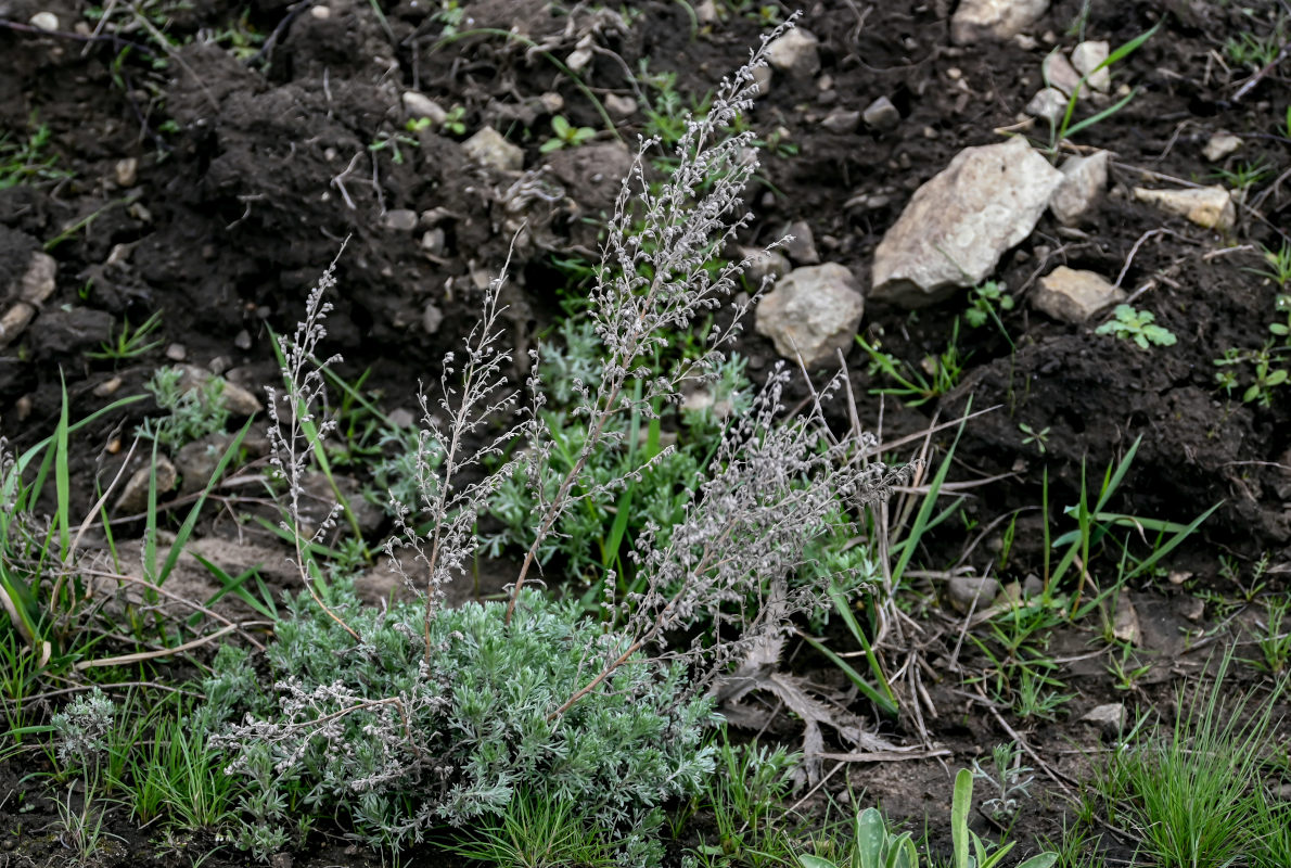 Изображение особи род Artemisia.