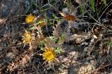 Carlina hispanica