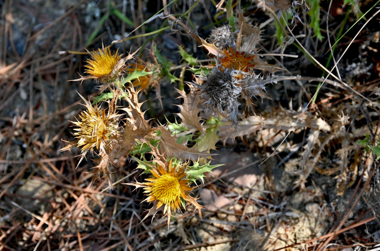 Image of Carlina hispanica specimen.