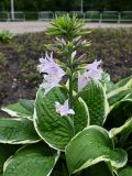 genus Hosta
