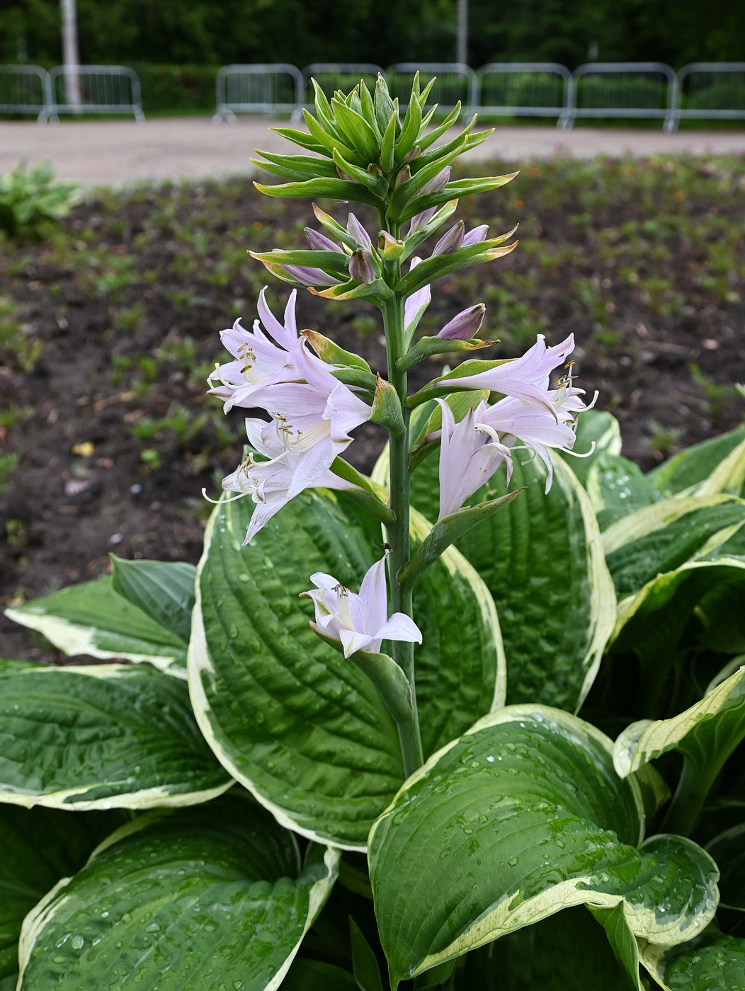 Image of genus Hosta specimen.