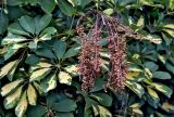 Heptapleurum arboricola. Сухое соплодие и листья (пестролистный культивар). Португалия, о-в Мадейра, г. Машику, в культуре. 20.08.2025.
