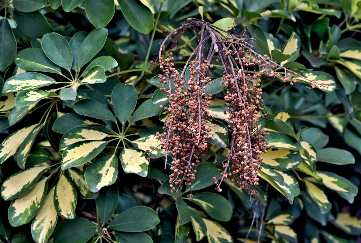 Изображение особи Heptapleurum arboricola.