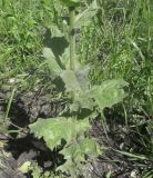 Crepis pulchra. Нижняя часть растения. ЛНР, г. Луганск, парк Героев Великой отечественной войны, газон. 03.06.2026.