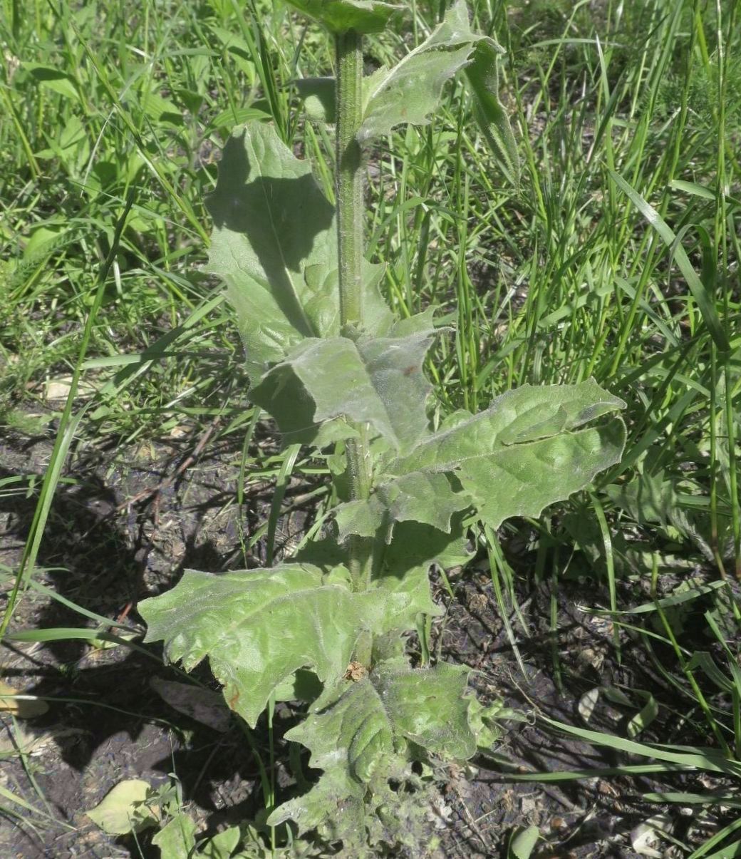 Image of Crepis pulchra specimen.