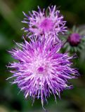 View full-size image Jurinea centauroides