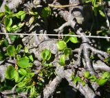 Pyrus caucasica. Ветви угнетённого растения с молодыми листьями. Грузия, край Самцхе-Джавахети, Ниноцминдский муниципалитет, окр. с. Гандзани, выс. 2170 м н.у.м., край луга в 10 м от бровки соснового леса. 7 июня 2026 г.