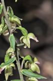 Epipactis helleborine