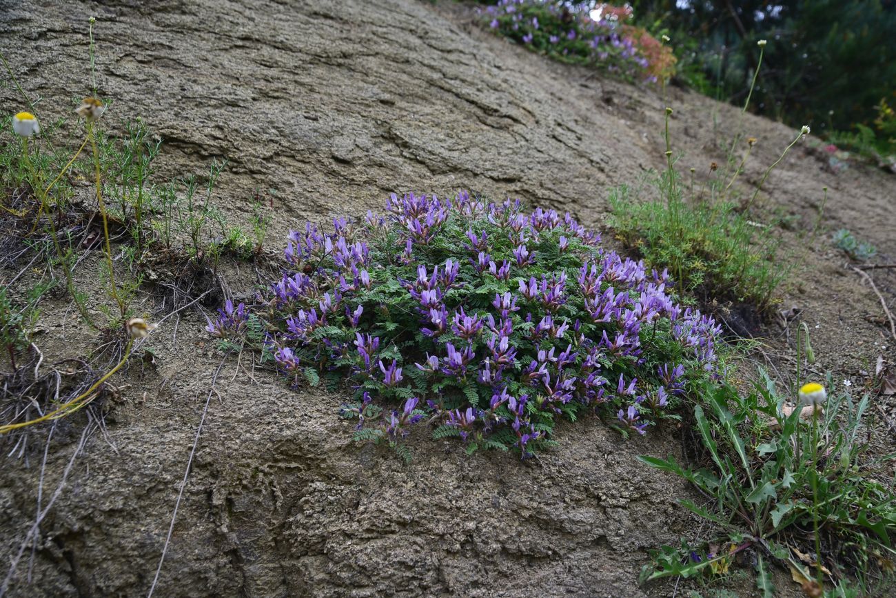Изображение особи род Astragalus.