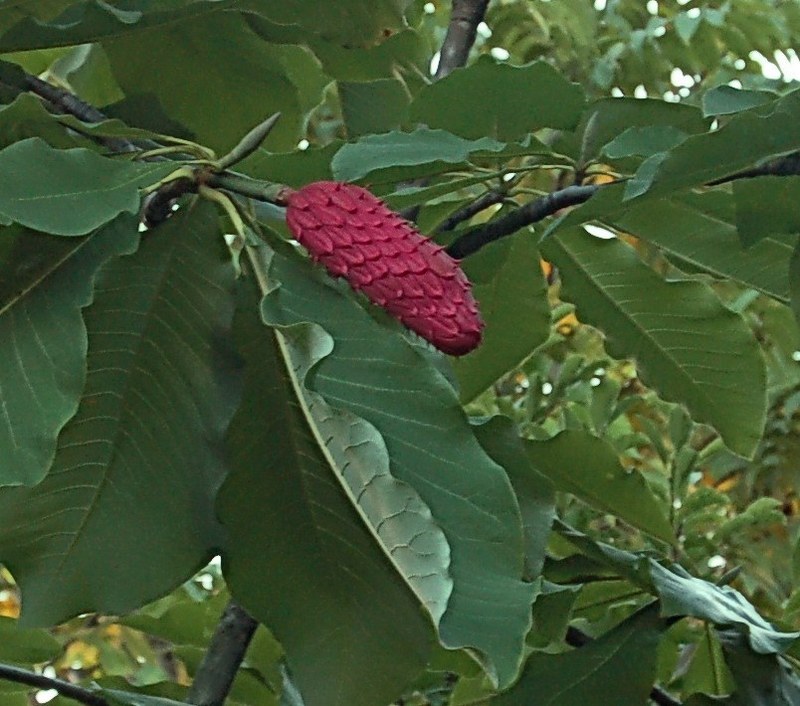Image of Magnolia hypoleuca specimen.